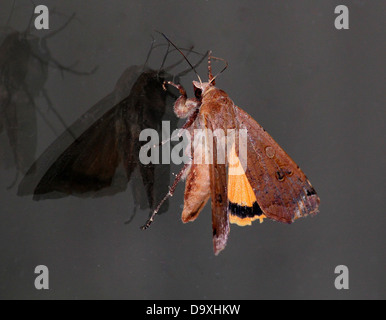 De grandes ailes jaune (Noctua pronuba) papillon avec des ailes demi-ouverte et des reflets et ombres sur un carreau de fenêtre Banque D'Images