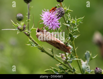 De grandes ailes jaune (Noctua pronuba) espèce de nourriture dans une fleur de chardon pourpre Banque D'Images