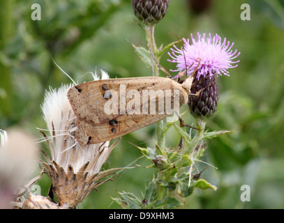 De grandes ailes jaune (Noctua pronuba) espèce de nourriture dans une fleur de chardon pourpre Banque D'Images