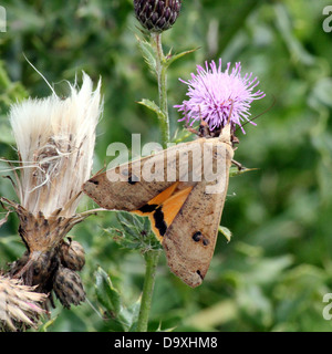 De grandes ailes jaune (Noctua pronuba) espèce de nourriture dans une fleur de chardon pourpre Banque D'Images