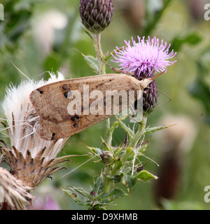 De grandes ailes jaune (Noctua pronuba) espèce de nourriture dans une fleur de chardon pourpre Banque D'Images