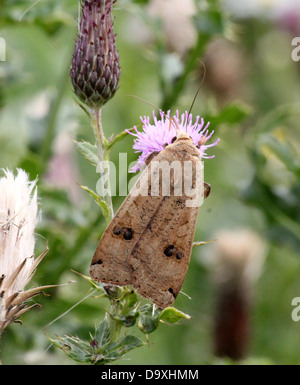 De grandes ailes jaune (Noctua pronuba) espèce de nourriture dans une fleur de chardon pourpre Banque D'Images