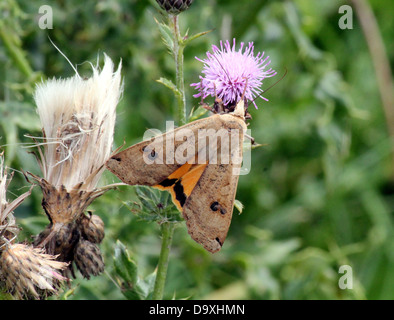 De grandes ailes jaune (Noctua pronuba) espèce de nourriture dans une fleur de chardon pourpre Banque D'Images