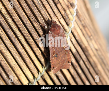 De grandes ailes jaune (Noctua pronuba) papillon avec les ailes fermées Banque D'Images