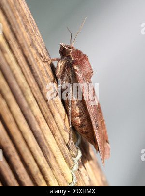 De grandes ailes jaune (Noctua pronuba) papillon vu de côté Banque D'Images