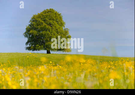 Single big beech tree, au printemps Banque D'Images