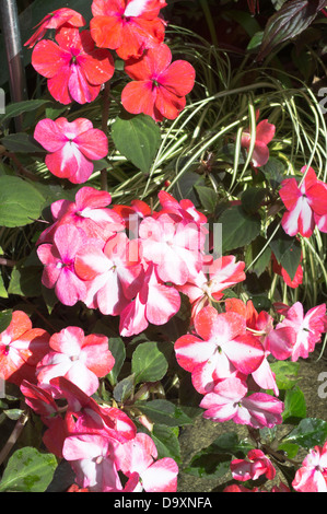 Dh Parc Pukekura New Plymouth Nouvelle-zélande Fernery et maisons d'affichage occupé lizzy fleurs Impatiens walleriana flower Banque D'Images
