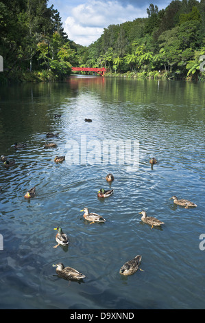 dh Pukekura Park NEW PLYMOUTH NEW ZEALAND Ducks dans l'étang de canards de lac Banque D'Images
