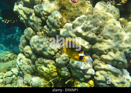 Plein de couleurs papillons jaune nage sous l'eau dans la Mer Rouge avec la roche de fond du récif Banque D'Images