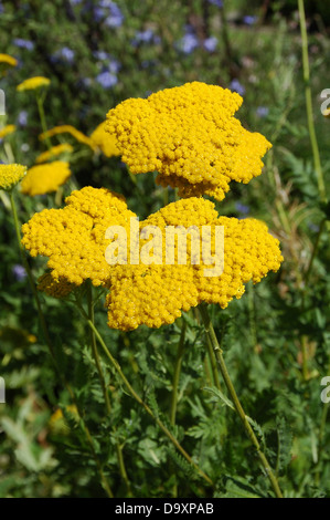 Achillea filipendulina Plaque Or Banque D'Images