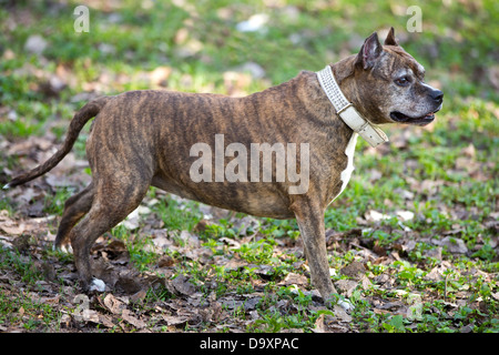 Race de chien, chien marcher sur l'herbe Banque D'Images