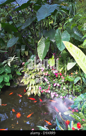 dh Pukekura Park NEW PLYMOUTH NOUVELLE-ZÉLANDE Fernery and Display Houses poissons dans la maison chaude étang jardins botaniques jardin botanique Banque D'Images