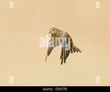 Linnet Carduelis cannabina en vol Banque D'Images