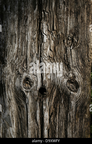 WEATHERED WOOD BACKGROUND Banque D'Images