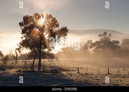 Le soleil se lève sur un matin d'hiver dans la vallée de Yarra, Victoria, Australie Banque D'Images