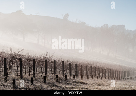 Carénages brouillard vignes sur un matin d'hiver froid dans la Yarra Valley, Victoria, Australie Banque D'Images