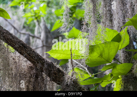 Tillandsia usneoides moss (espagnol), plantes observées dans les jardins Kanapaha près de Gainesville, Floride. Banque D'Images