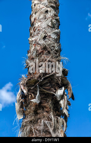 Washingtonia mexicain (Washingtonia robusta) palm tronc de l'arbre originaire du Mexique. Banque D'Images