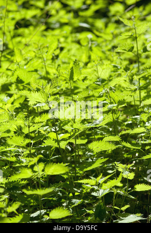 Droit naturel montrant l'ortie en lumière pommelé Banque D'Images