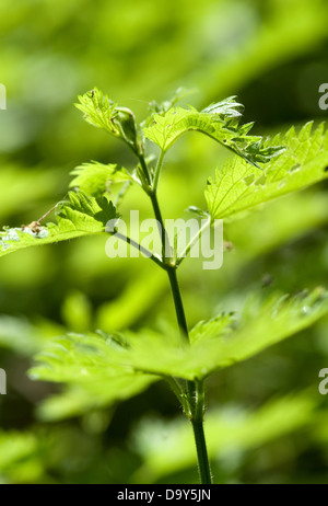 Droit naturel d'une ortie en lumière pommelé Banque D'Images