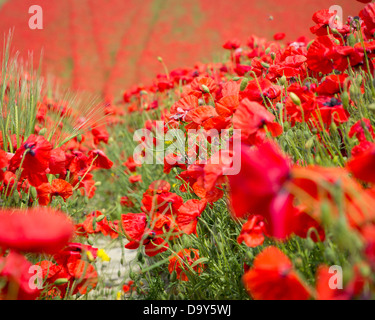 Le champ de coquelicots sur Bevendean, Falmer, près de Brighton Banque D'Images