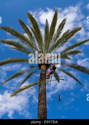 Le découpage des palmiers à l'extérieur de l'arène de Palma de Majorque, Espagne 1 Banque D'Images