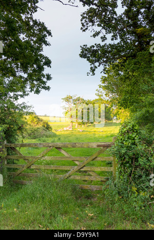 Vieille ferme menant à pâturage pâturage, Norfolk, Angleterre, juin Banque D'Images