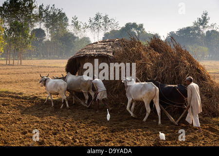 L'Inde, l'Uttar Pradesh, deux hommes Aligarh champ à l'aide de boeufs de labour Banque D'Images