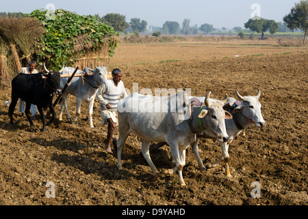 L'Inde, l'Uttar Pradesh, deux hommes Aligarh champ à l'aide de boeufs de labour Banque D'Images