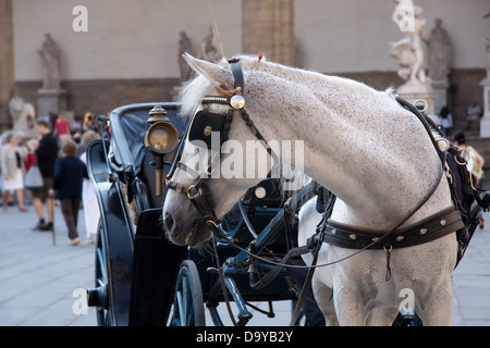 Transport de chevaux sur la Piazza della Signoria à Florence Banque D'Images