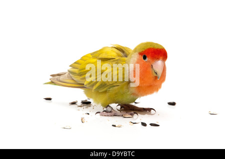 Agapornis manger tuyaux sur un fond blanc Banque D'Images