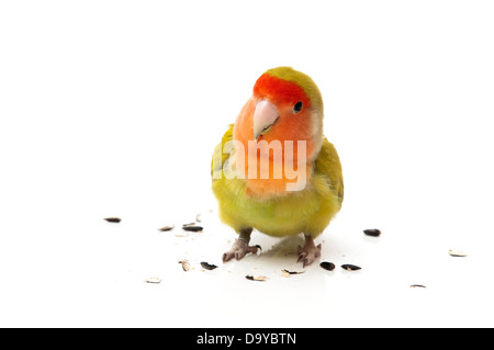 Agapornis manger tuyaux sur un fond blanc Banque D'Images