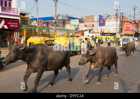 L'Inde, l'Uttar Pradesh, Agra, pousse-pousse la queue pour GPL-carburant avec de l'eau balades buffalo en premier plan Banque D'Images