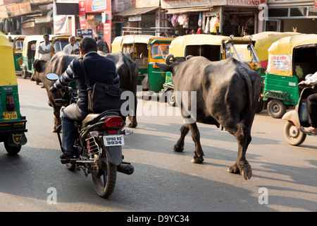 L'Inde, l'Uttar Pradesh, Agra, pousse-pousse la queue pour GPL-carburant avec de l'eau balades buffalo en premier plan Banque D'Images