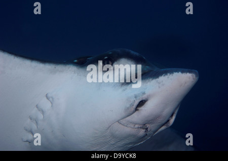 Close-up d'une raie-aigle (Aetobatus Narinari) sous l'eau, South Male Atoll, Maldives Banque D'Images