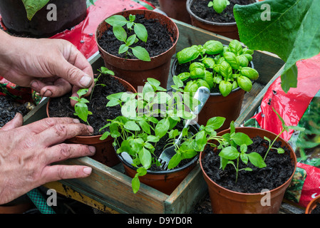 Chauffeur particulier à terreau semis, citron basilic, dans des pots, Banque D'Images