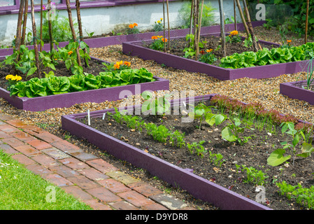 Au début de l'été jardin peint de couleurs vives avec des lits surélevés avec chemin de galets, Norfolk, Angleterre, juin. Banque D'Images