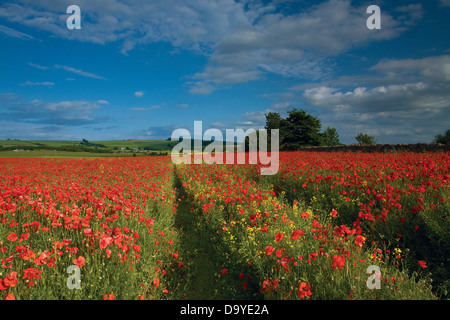 Champs de coquelicots à Inveresk près de Musselburgh, East Lothian Banque D'Images