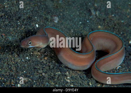 White-margined Moray, Gymnothorax albimarginatus, natation le long de sable noir, le Détroit de Lembeh, Sulawesi, Indonésie Banque D'Images