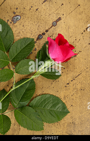 Idée avec fleur. Rose sur fond d'airain Banque D'Images