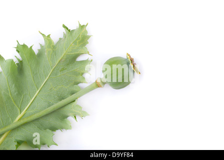 Tête de pavot et de feuilles vertes sur fond blanc. Banque D'Images