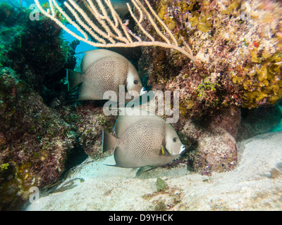 Angelfish Pomacanthus arcuatus, gris, Nassau, Bahamas Banque D'Images