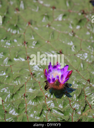 Le figuier de gorgone, plante avec une fleur rose mauve Banque D'Images