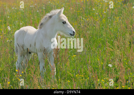 Norwegian Fjord Horse foal Banque D'Images