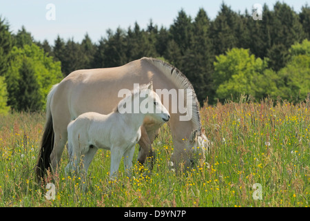 Mare et poulain chevaux Fjord norvégien - Banque D'Images