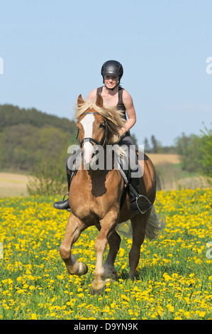 Jeune cavalier au dos d'un cheval lourd de la Forêt-Noire allemande galoper dans un pré des fleurs Banque D'Images