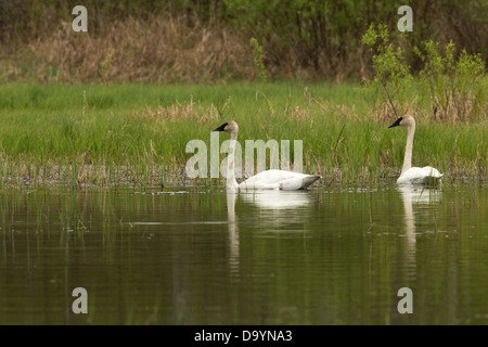 Paire de cygnes trompettes natation dans un lac dans le nord du Wisconsin Banque D'Images