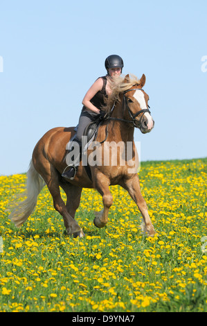 Jeune cavalier au dos d'un cheval lourd de la Forêt-Noire allemande galoper dans un pré des fleurs Banque D'Images