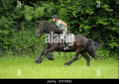 Girl riding sur le dos d'un cheval frison le galop Banque D'Images