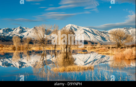 Lumière hivernale tôt le matin et coucher la lune sur un étang de la Sierra orientale, Owens Valley, Californie Banque D'Images